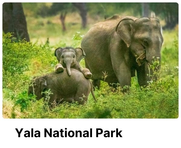 Yala National Park