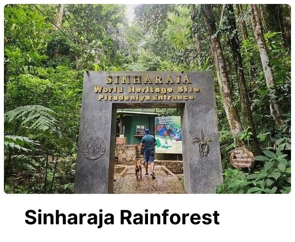 Sinharaja Rainforest